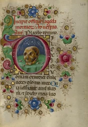 A Skull in a Rocky Field